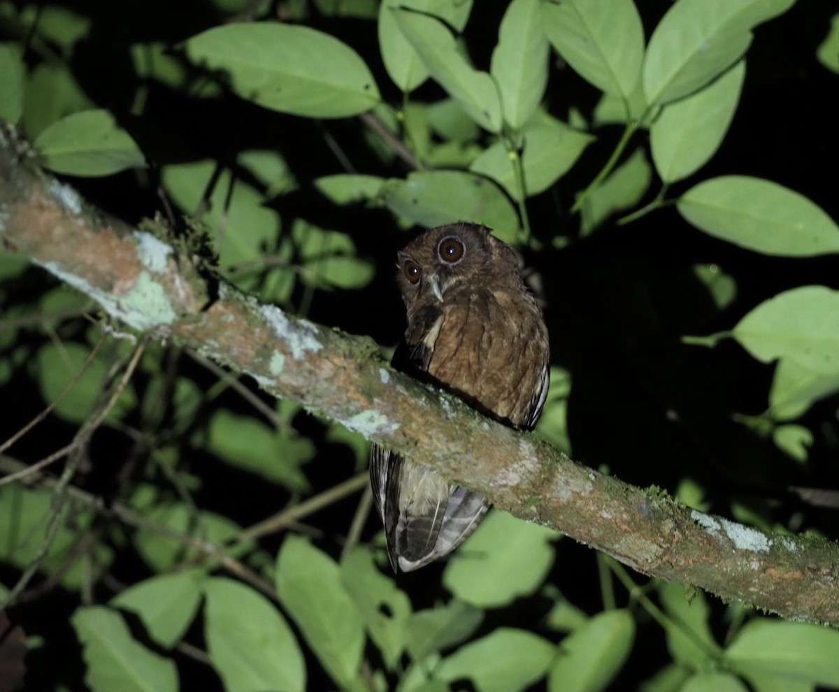 Tawny-bellied Screech-Owl - Sherry Lane
