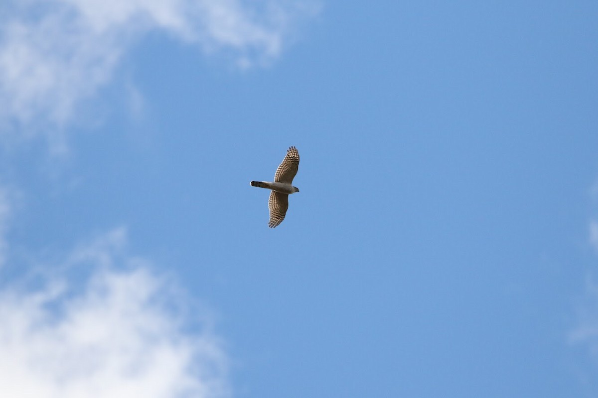 Eurasian Sparrowhawk - ML141379931