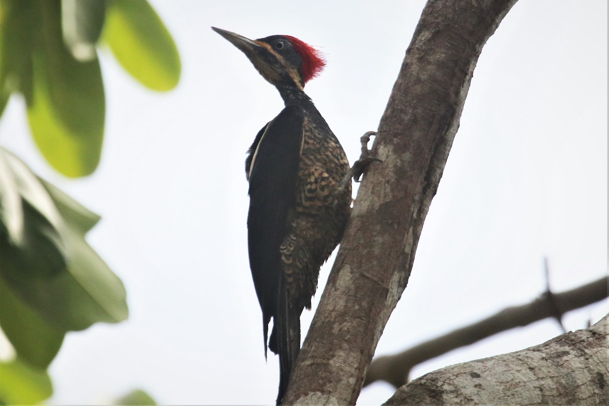 Lineated Woodpecker - Ken McKenna