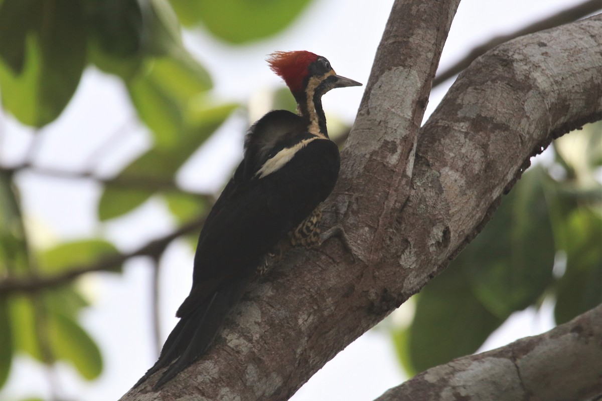 Lineated Woodpecker - Ken McKenna
