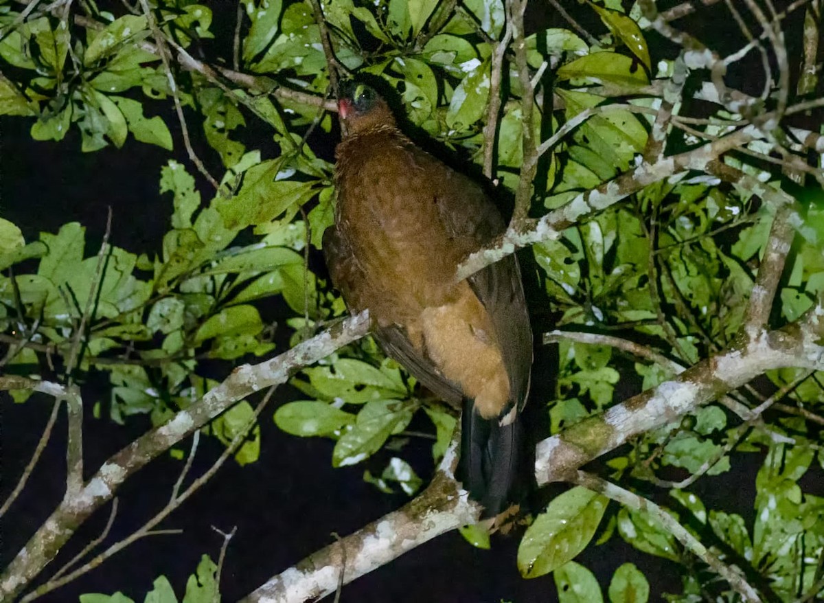 Nocturnal Curassow - Sherry Lane