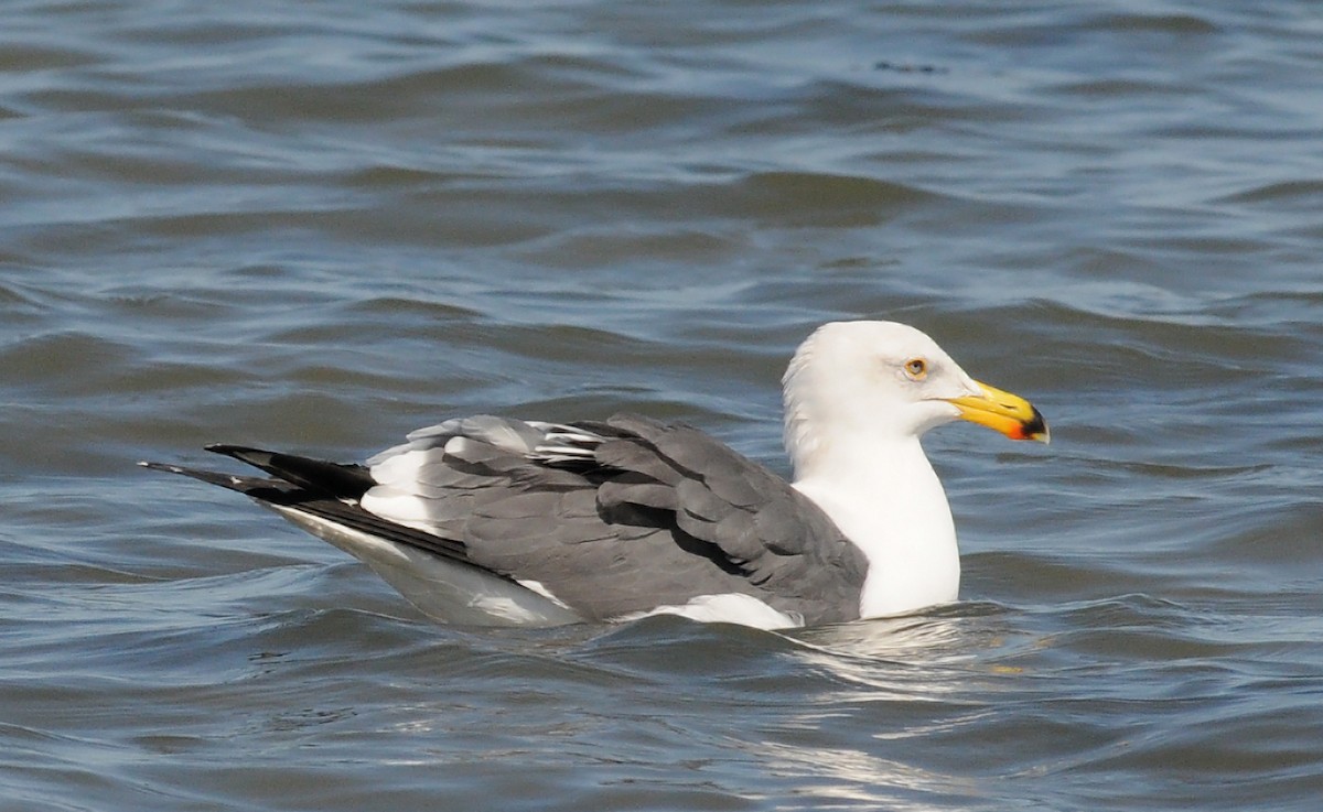 Yellow-footed Gull - ML141384961