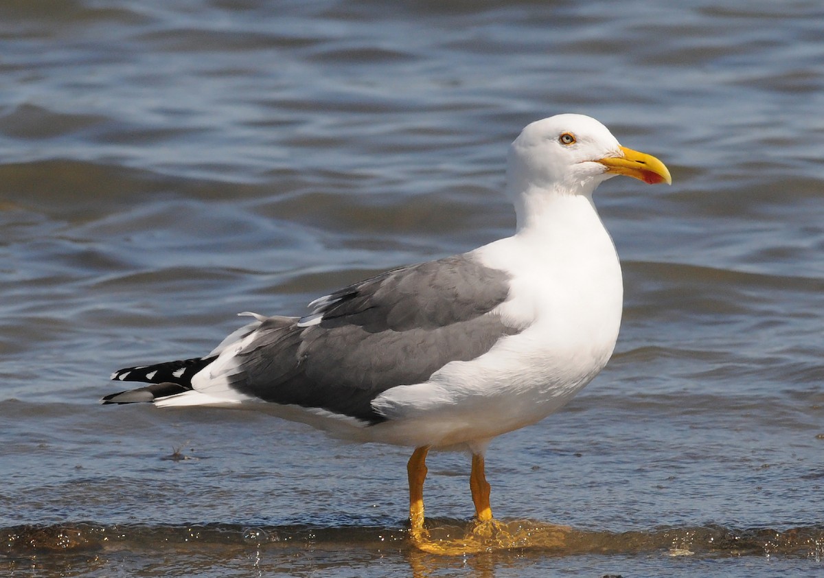 Yellow-footed Gull - ML141384981