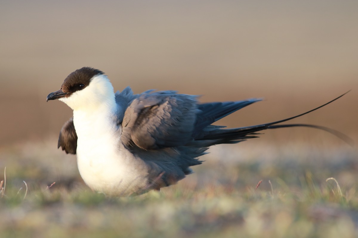 Long-tailed Jaeger - ML141385681