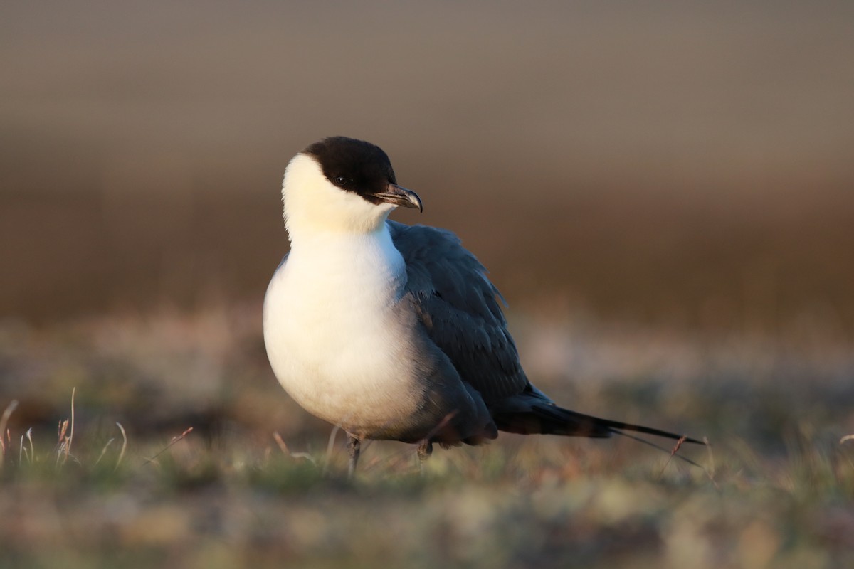 Long-tailed Jaeger - ML141386221