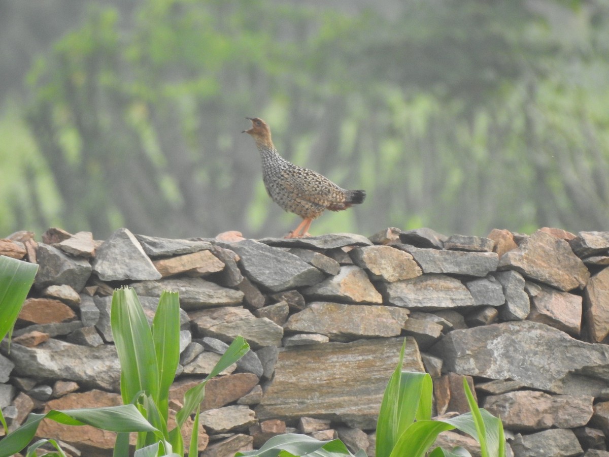 Painted Francolin - ML141386351