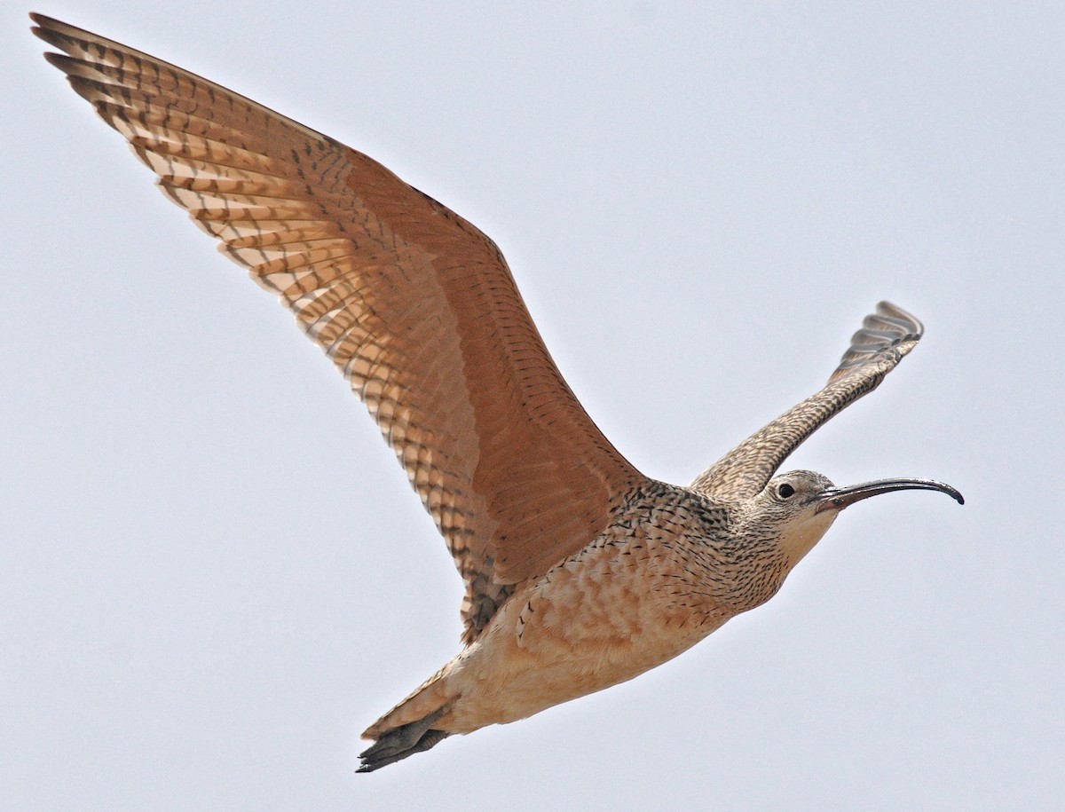 Long-billed Curlew - Steven Mlodinow