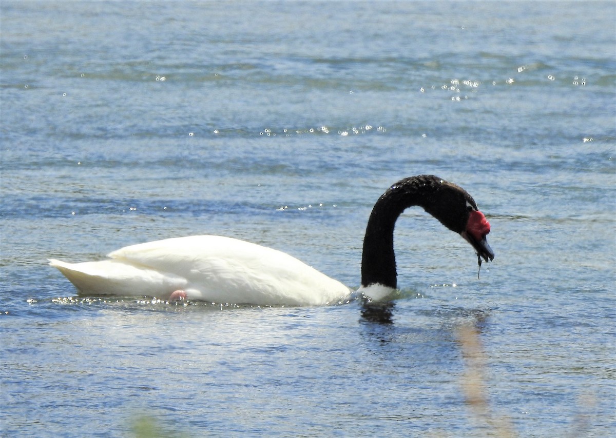Black-necked Swan - Jo Ellen Floer