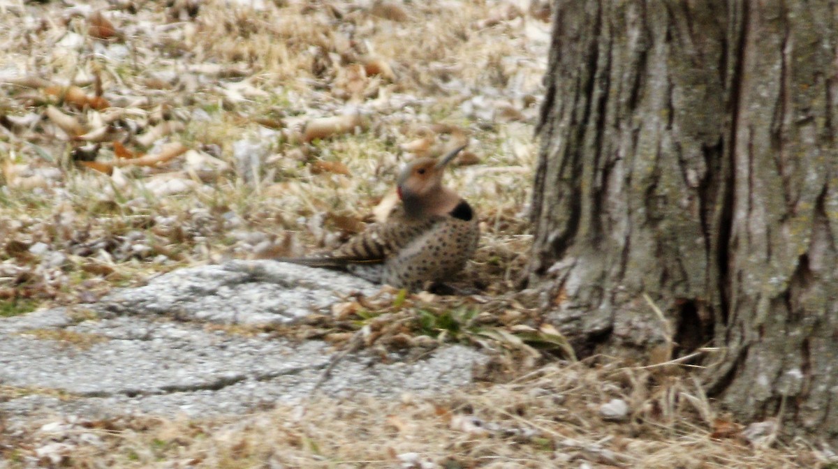 Northern Flicker (Yellow-shafted) - Becky Lutz