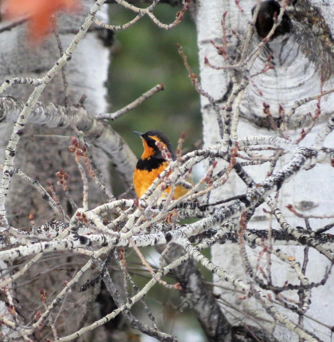 Varied Thrush - Ted Hindmarch