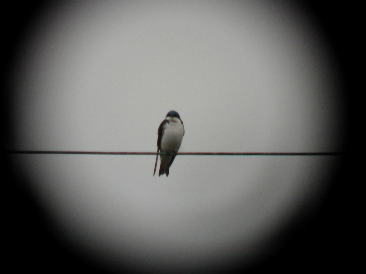 Tree Swallow - Patrick Belardo