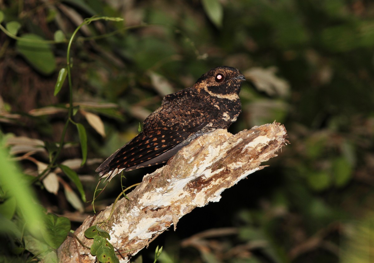 Silky-tailed Nightjar - Alex Mesquita