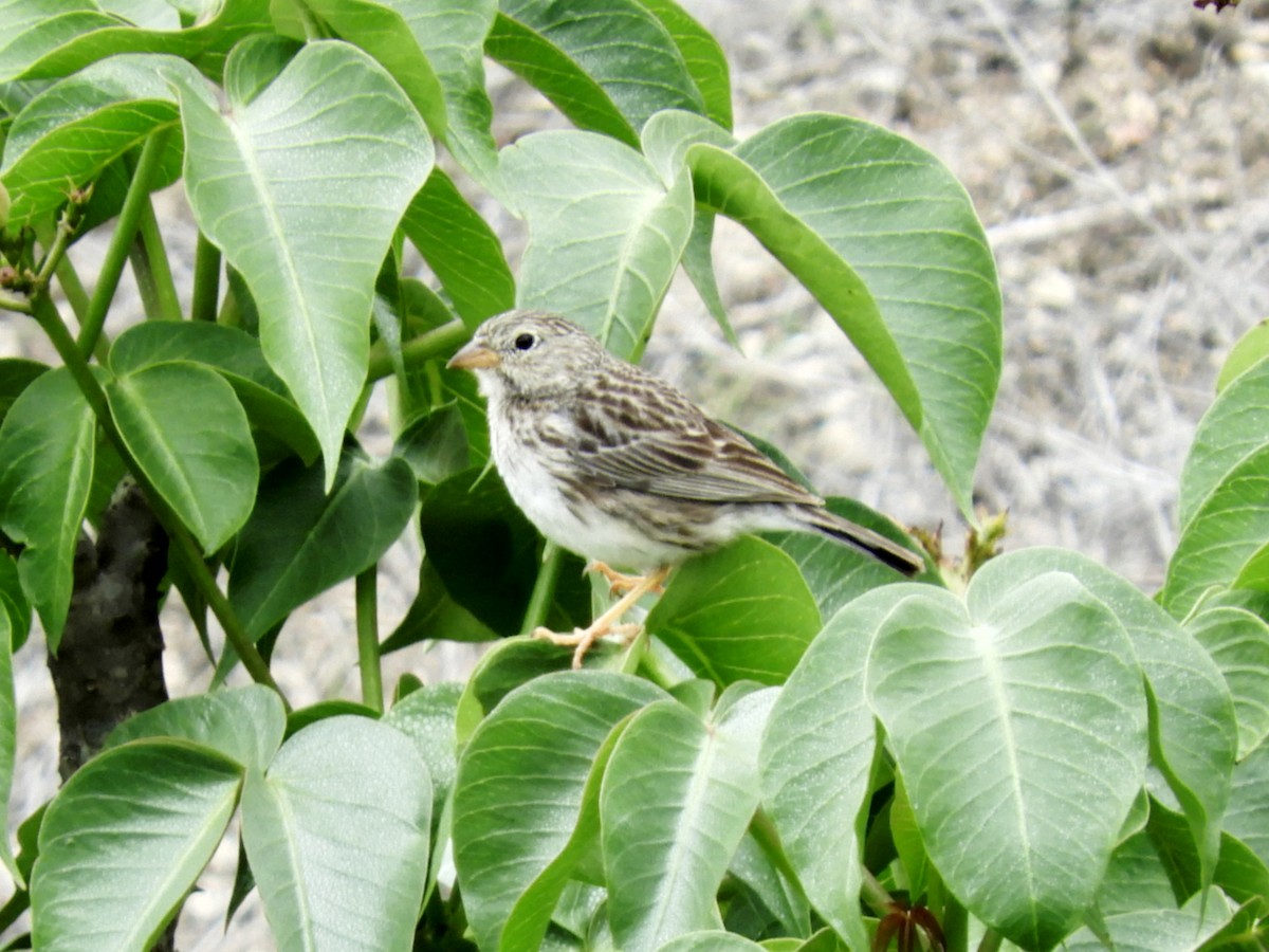 Band-tailed Sierra Finch - Paul Molina A