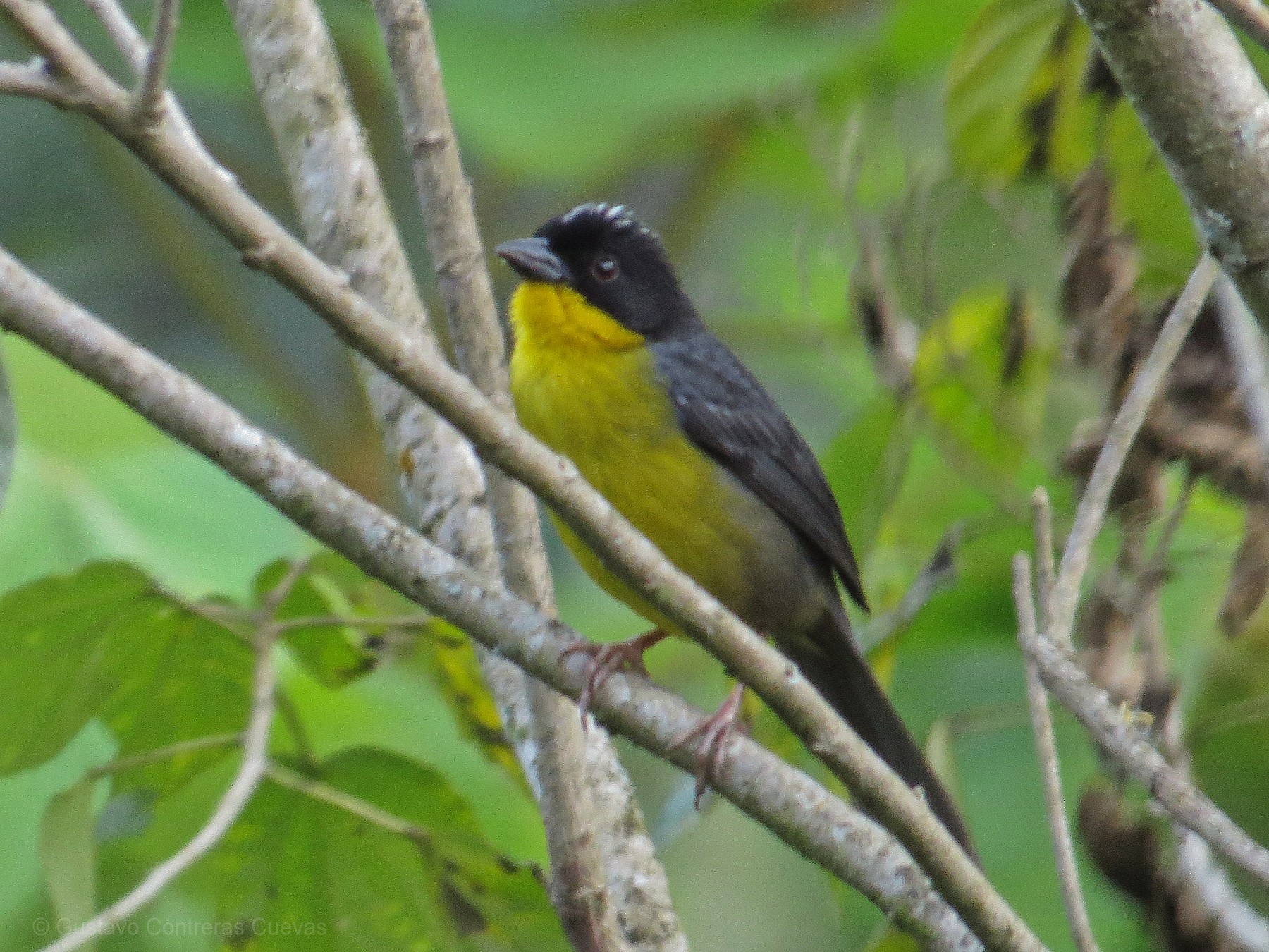 atlapetes-nuquiblanco-albinucha-ebird