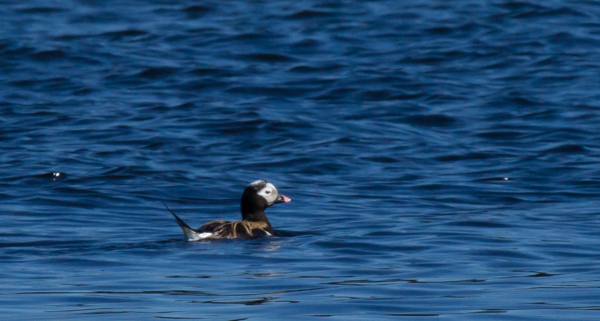 Long-tailed Duck - Fred Yost