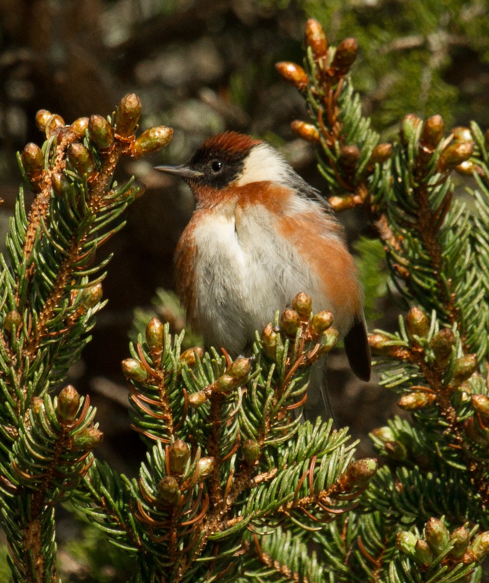 Bay-breasted Warbler - ML141396131