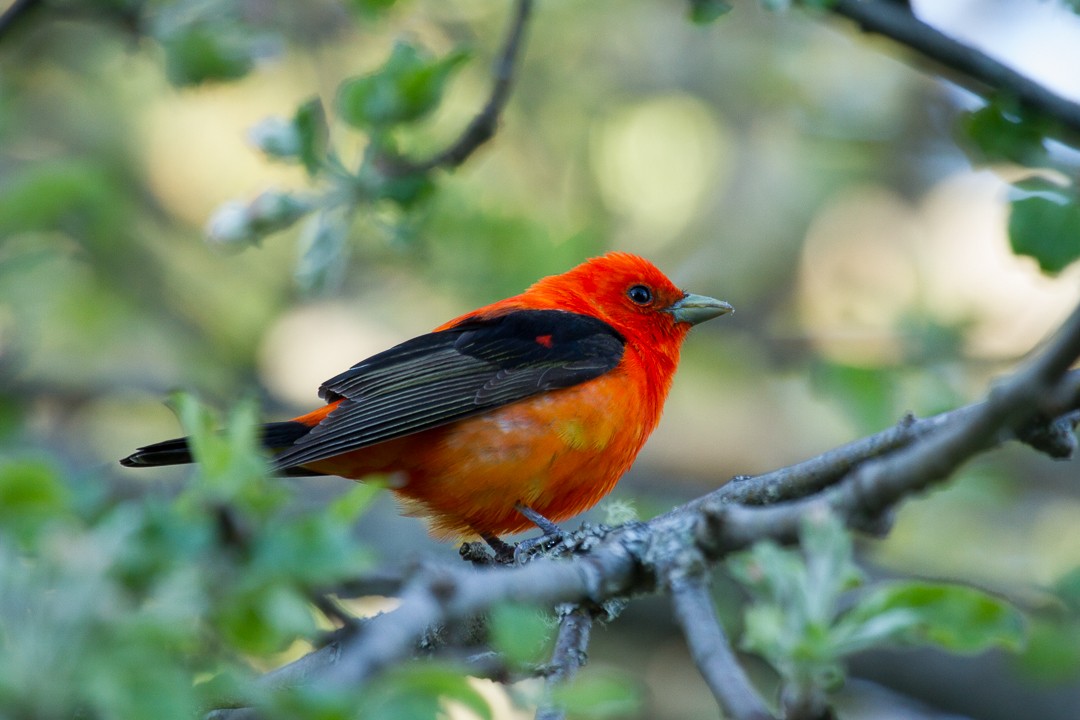 Scarlet Tanager - ML141397241