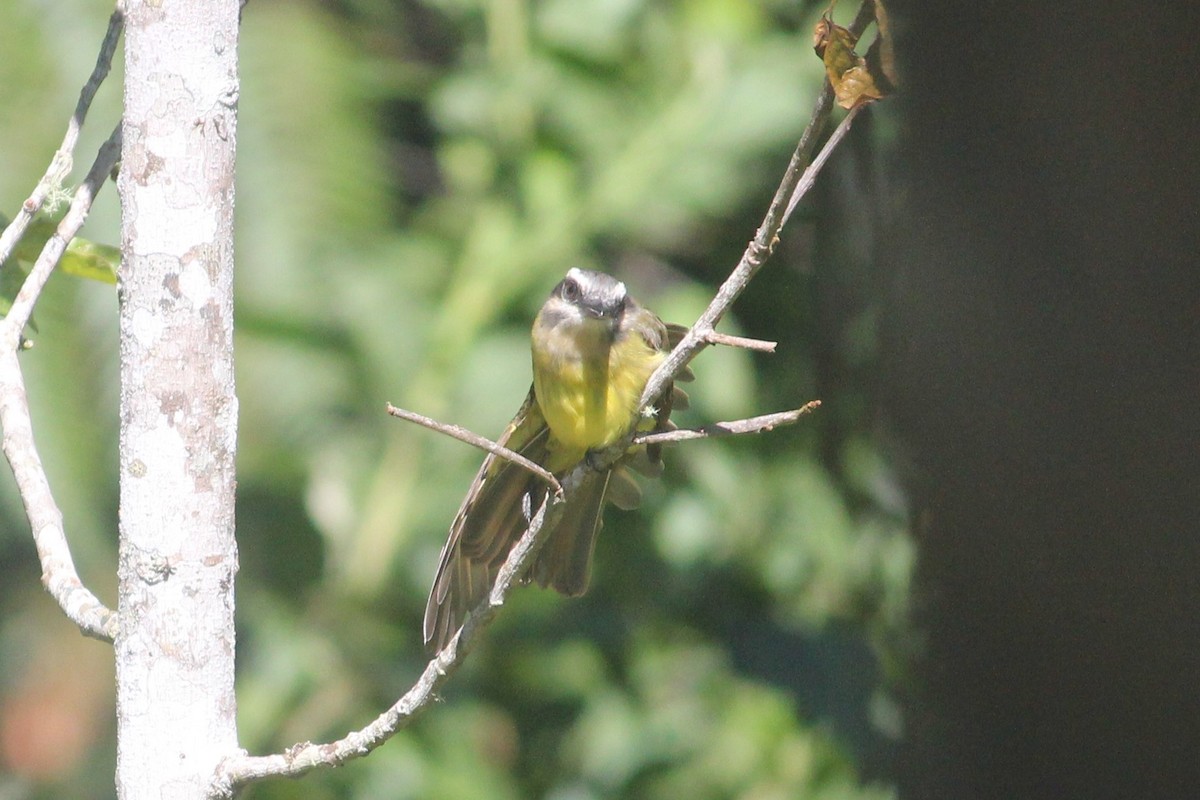 Golden-bellied Flycatcher - Jay Huila Balvin