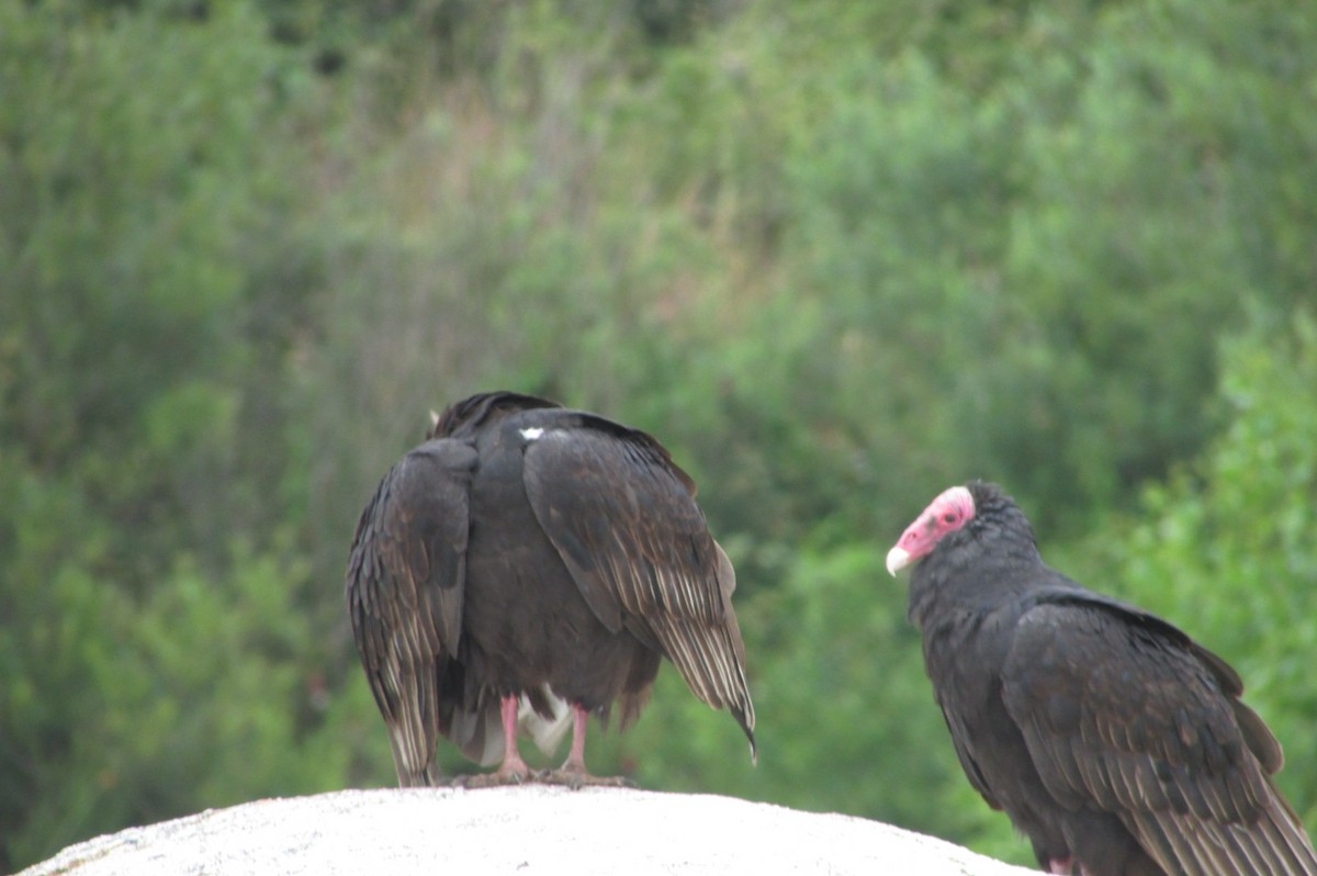 Turkey Vulture - ML141399571