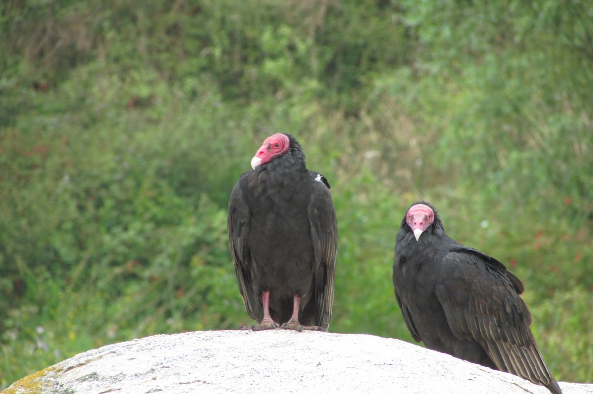Turkey Vulture - ML141399591