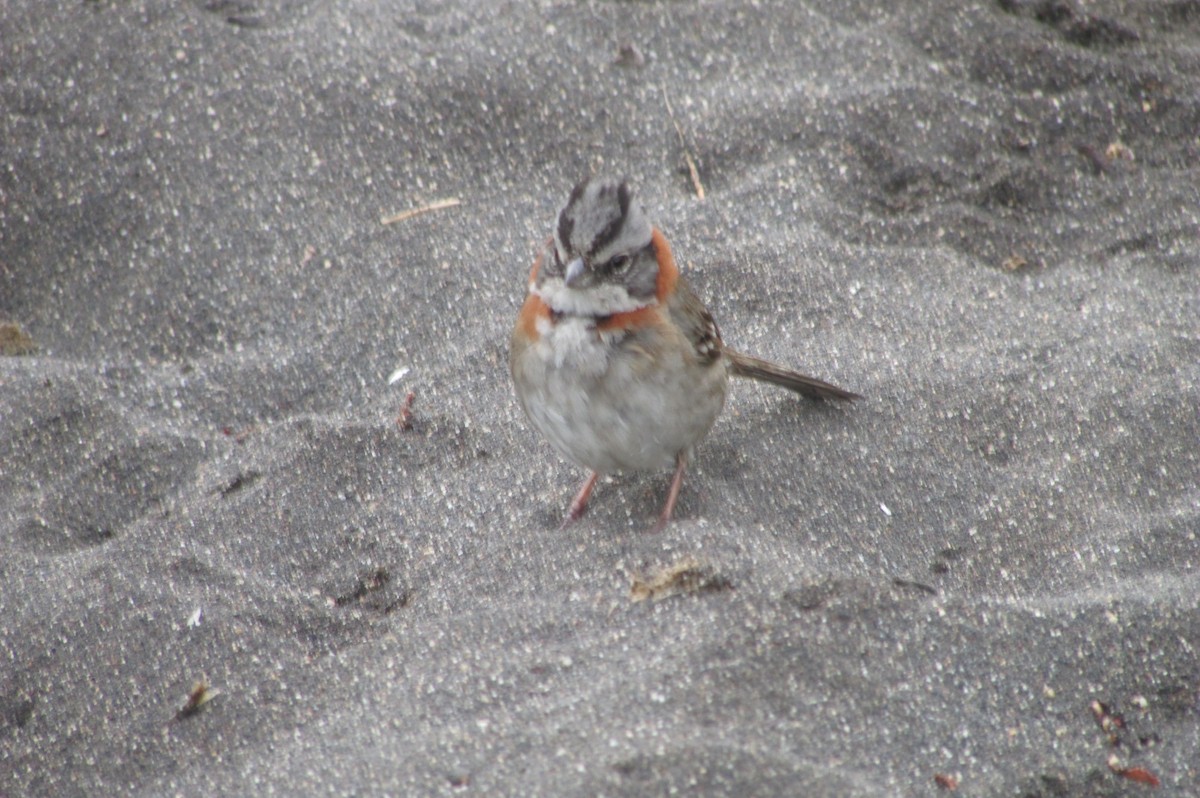Rufous-collared Sparrow - ML141399911