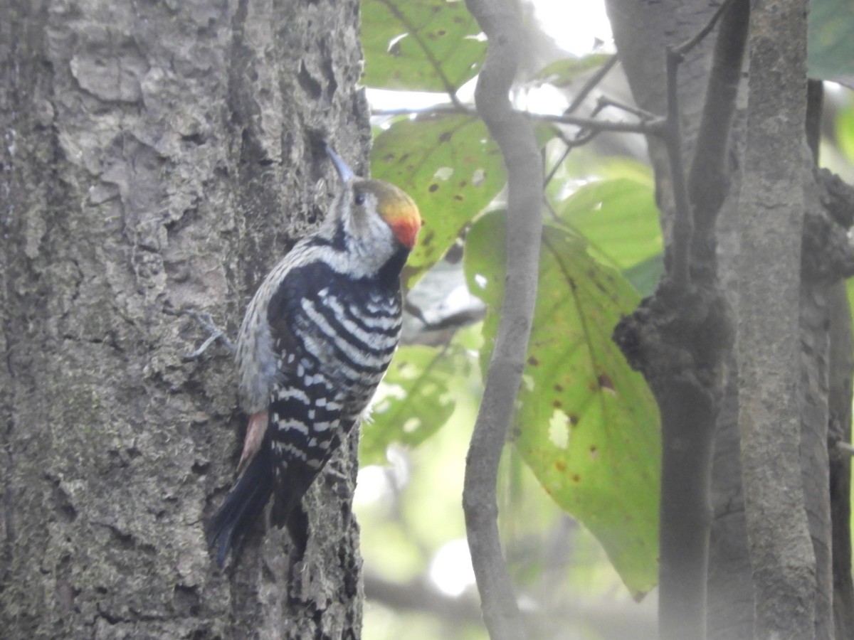 Brown-fronted Woodpecker - Jason Coutinho