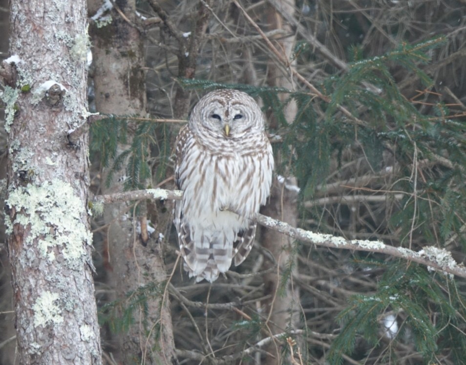 Barred Owl - ML141400131