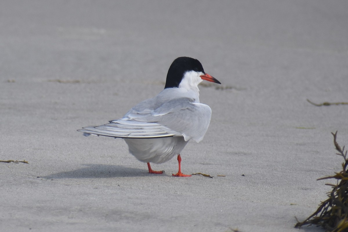 Common Tern - David Lichter