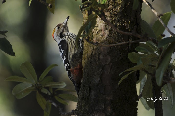 Brown-fronted Woodpecker - Biju PB