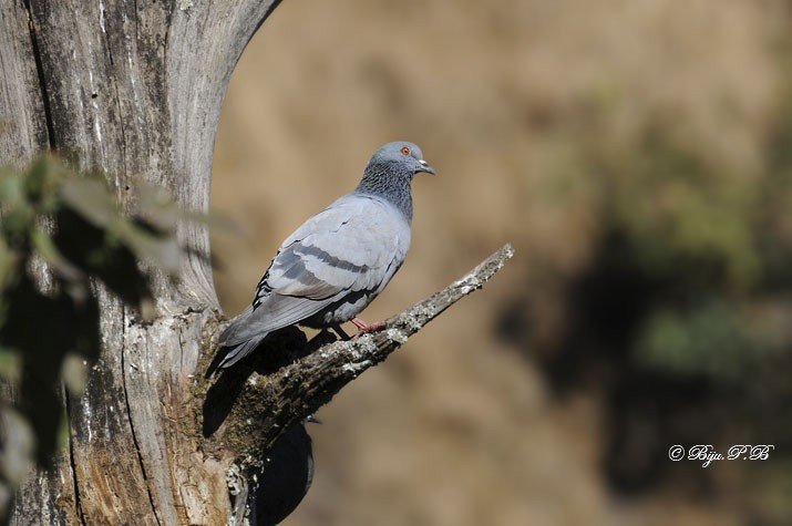 Rock Pigeon (Wild type) - Biju PB