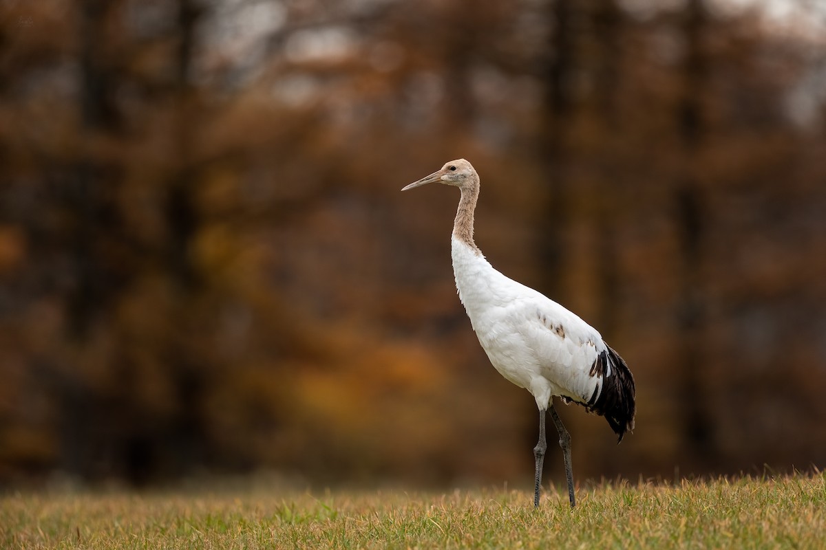 Red-crowned Crane - ML141401951