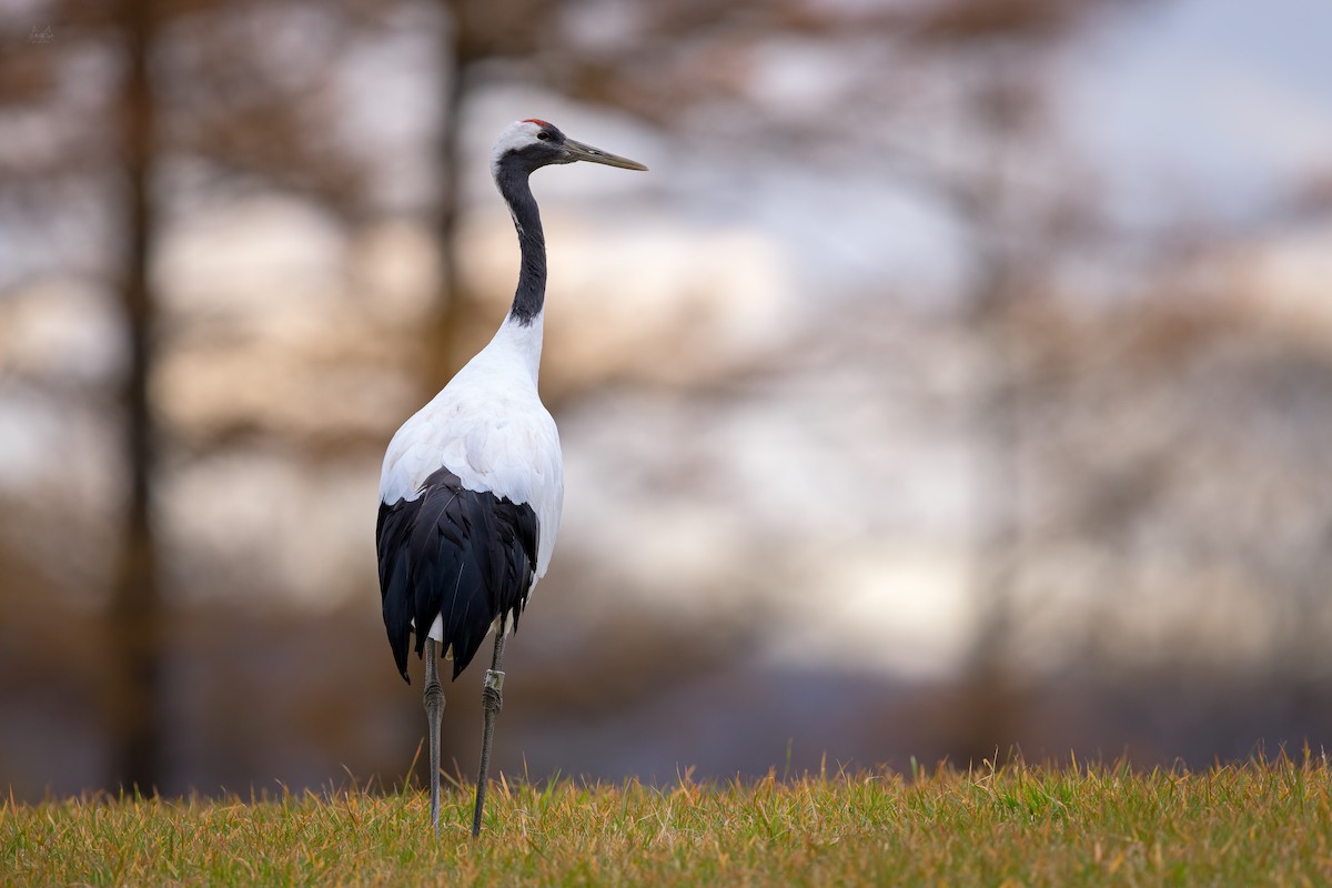 Red-crowned Crane - ML141401961