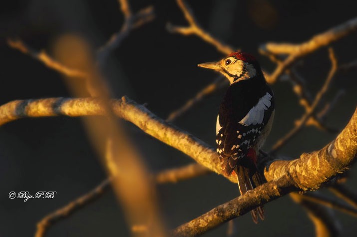 Himalayan Woodpecker - Biju PB
