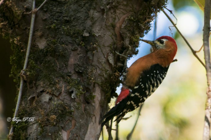 Rufous-bellied Woodpecker - Biju PB