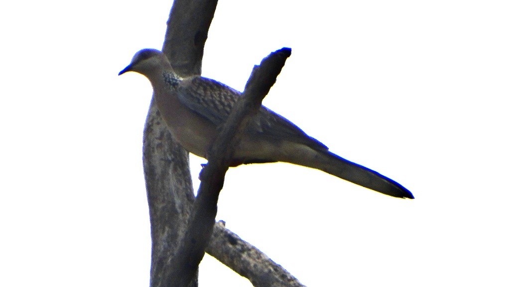 Spotted Dove - Sreekumar Chirukandoth
