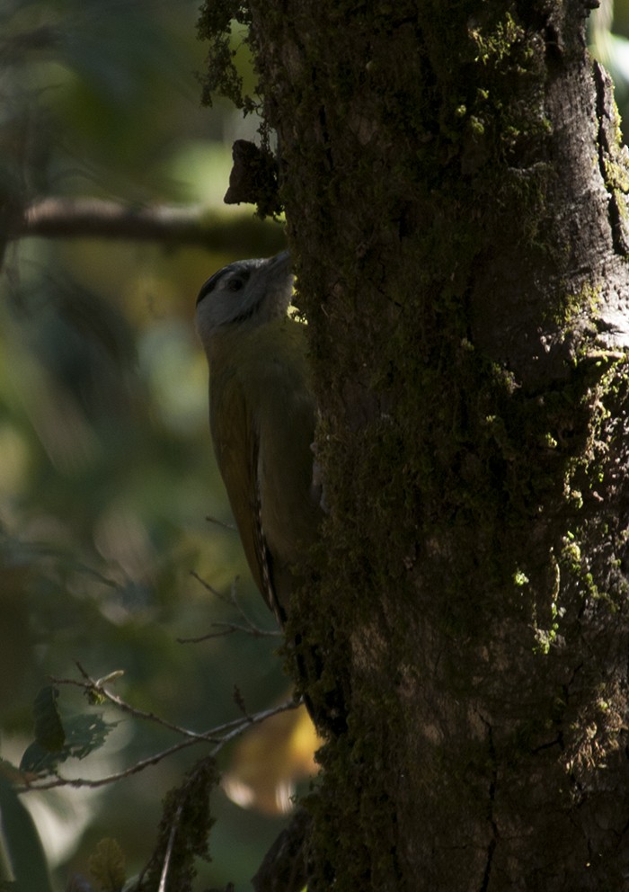 Gray-headed Woodpecker - Biju PB