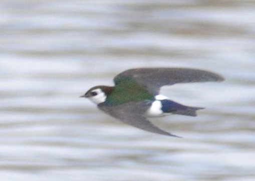 Violet-green Swallow - ML141405941