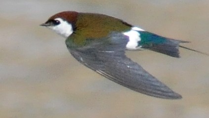 Violet-green Swallow - ML141405951