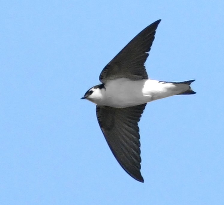 Violet-green Swallow - ML141405981