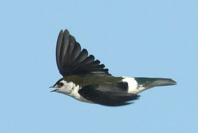 Violet-green Swallow - ML141406001