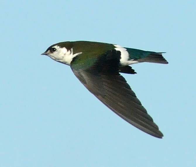 Violet-green Swallow - Steven Mlodinow