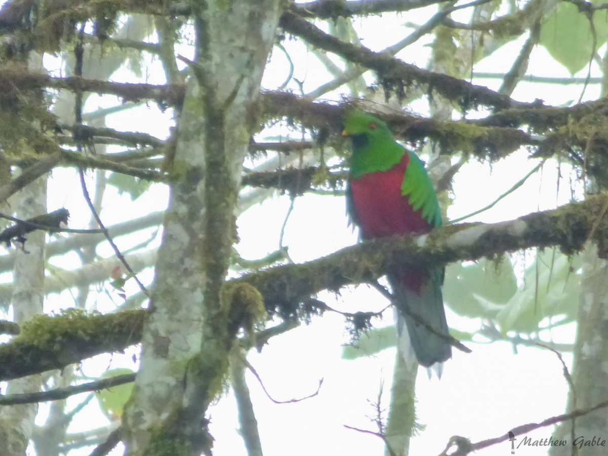 Crested Quetzal - ML141406731