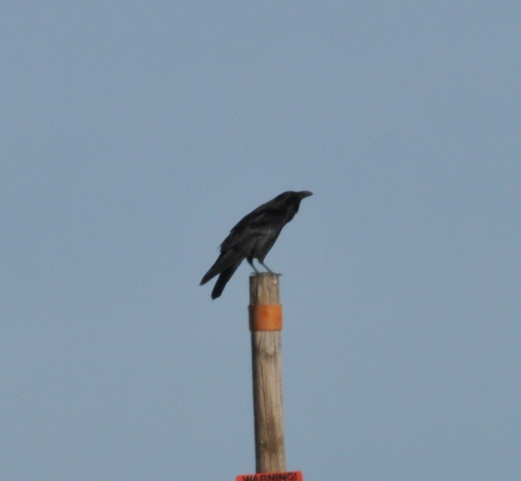 Common Raven - Scott Somershoe