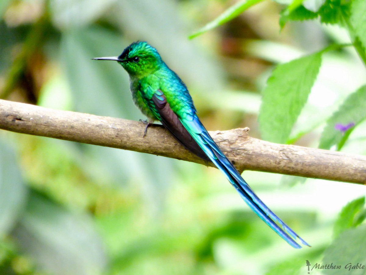 Long-tailed Sylph - ML141409121