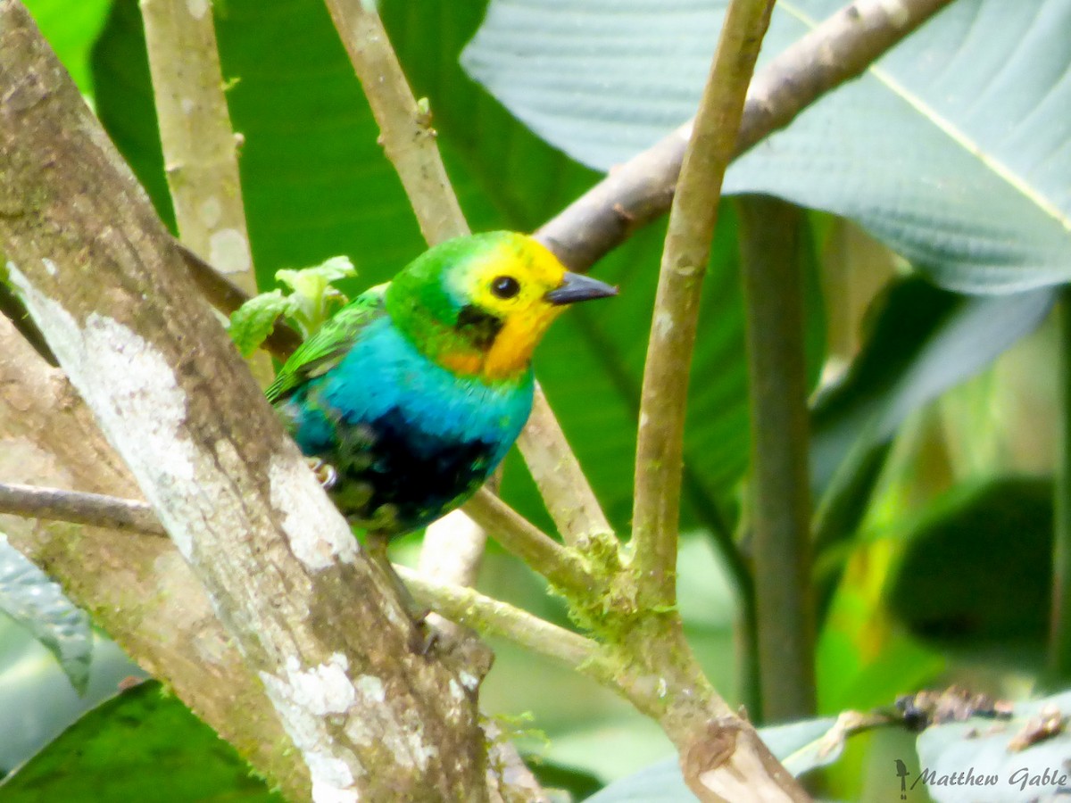 Multicolored Tanager - ML141409321
