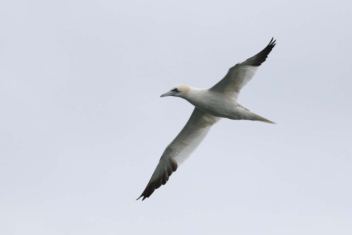 Northern Gannet - Anonymous