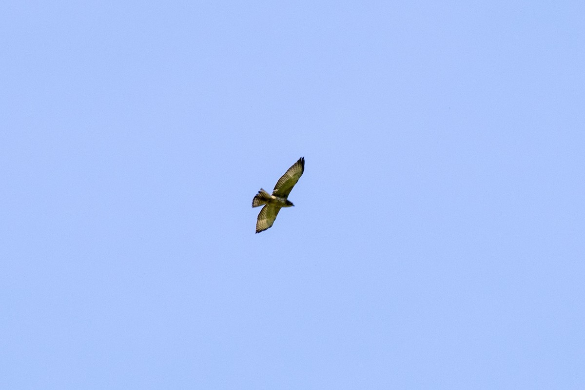 Broad-winged Hawk - wilson ortega