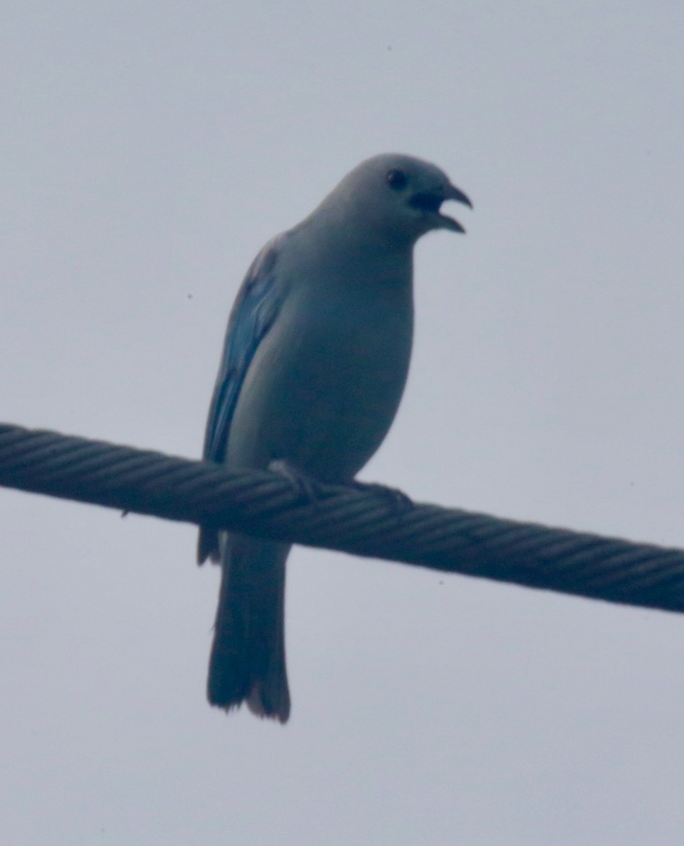 Blue-gray Tanager - ML141411211