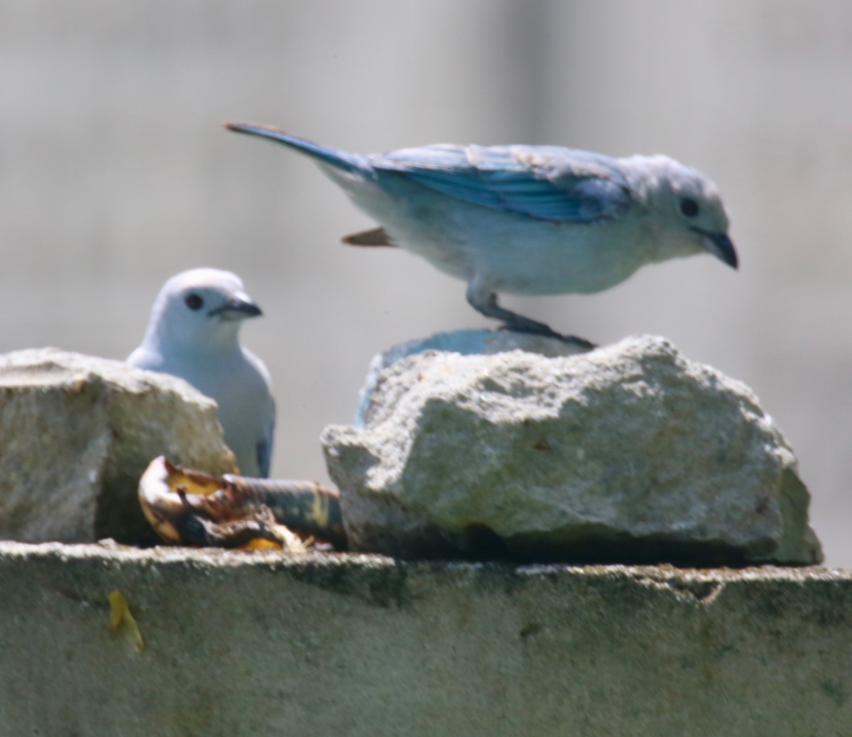 Blue-gray Tanager - ML141411231