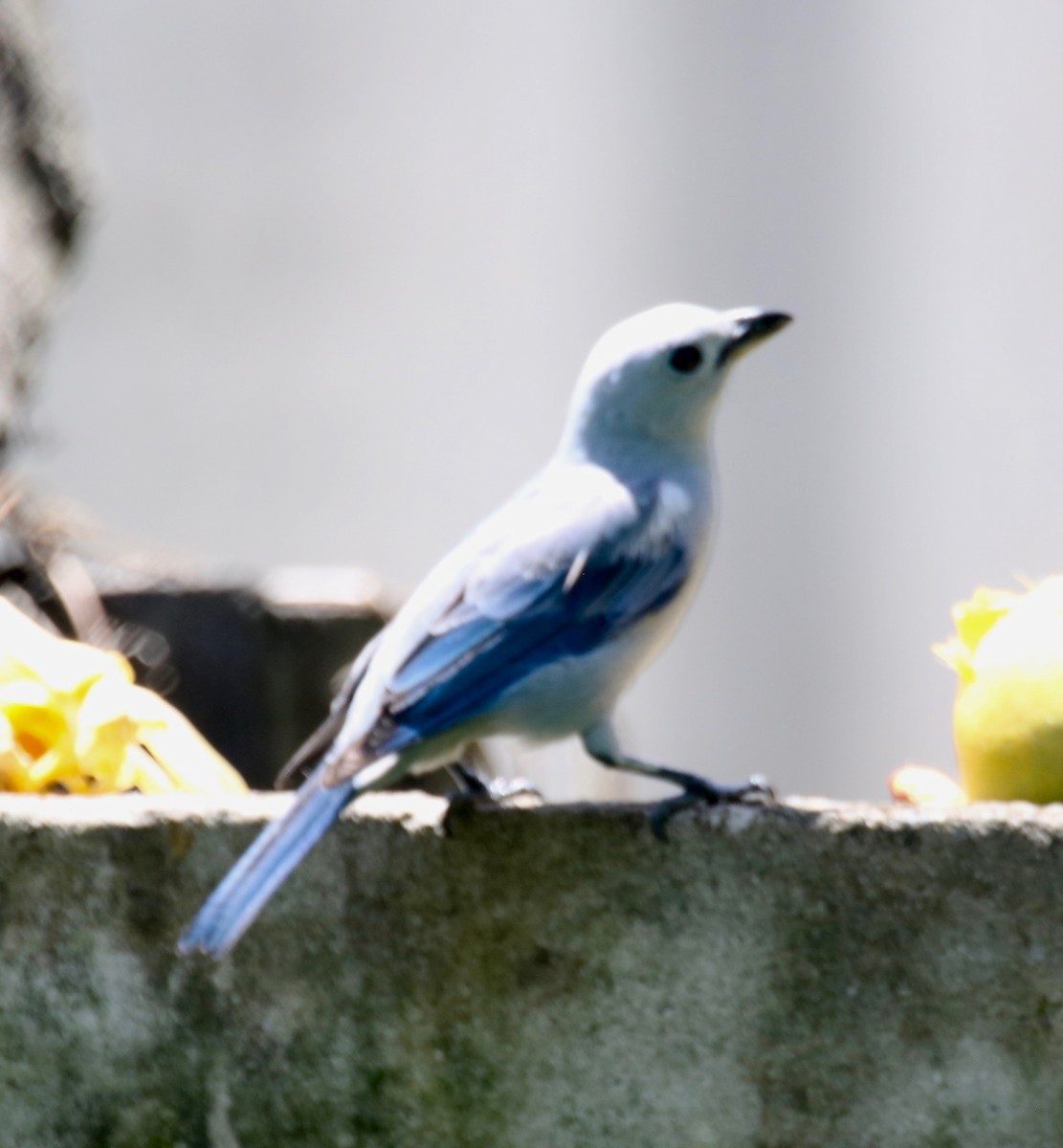 Blue-gray Tanager - ML141411251